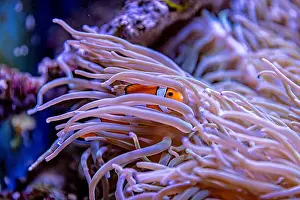Aquamarine Prints: An Saltwater Fish Tank with Coral and Fish