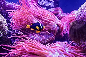 Aquamarine Prints: An Saltwater Fish Tank with Coral and Fish