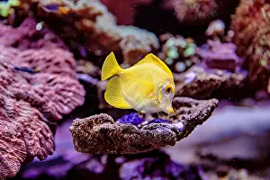 Aquamarine Prints: An Saltwater Fish Tank with Coral and Fish