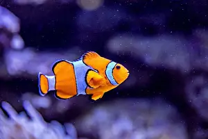 Aquamarine Prints: An Saltwater Fish Tank with Coral and Fish