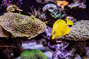 Aquamarine Prints: An Saltwater Fish Tank with Coral and Fish