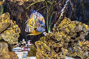 Aquamarine Prints: An Saltwater Fish Tank with Coral and Fish