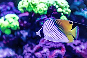 Aquamarine Prints: An Saltwater Fish Tank with Coral and Fish