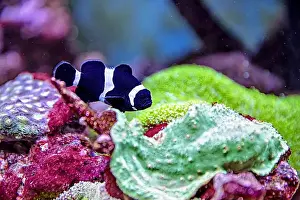 Aquamarine Prints: An Saltwater Fish Tank with Coral and Fish