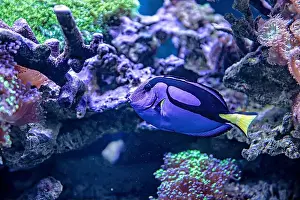 Aquamarine Prints: An Saltwater Fish Tank with Coral and Fish