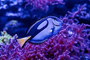 Aquamarine Prints: An Saltwater Fish Tank with Coral and Fish
