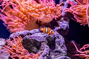 Aquamarine Prints: An Saltwater Fish Tank with Coral and Fish