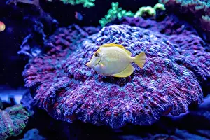 Aquamarine Prints: An Saltwater Fish Tank with Coral and Fish