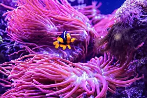 Aquamarine Prints: An Saltwater Fish Tank with Coral and Fish