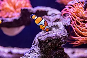 Aquamarine Prints: An Saltwater Fish Tank with Coral and Fish