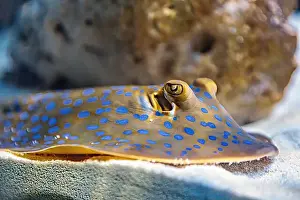 Aquamarine Prints: An Saltwater Fish Tank with Coral and Fish