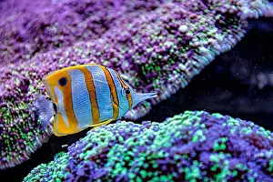Aquamarine Prints: An Saltwater Fish Tank with Coral and Fish