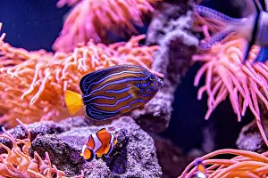 Aquamarine Prints: An Saltwater Fish Tank with Coral and Fish