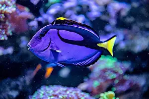 Aquamarine Prints: An Saltwater Fish Tank with Coral and Fish