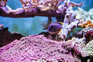 Aquamarine Prints: An Saltwater Fish Tank with Coral and Fish