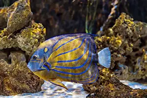 Aquamarine Prints: An Saltwater Fish Tank with Coral and Fish