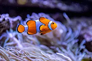 Aquamarine Prints: An Saltwater Fish Tank with Coral and Fish
