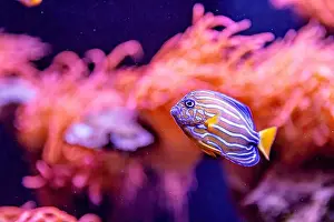 Aquamarine Prints: An Saltwater Fish Tank with Coral and Fish