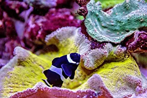 Aquamarine Prints: An Saltwater Fish Tank with Coral and Fish