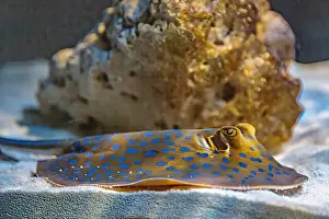 Aquamarine Prints: An Saltwater Fish Tank with Coral and Fish
