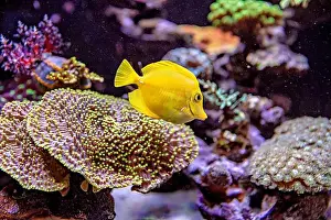 Aquamarine Prints: An Saltwater Fish Tank with Coral and Fish