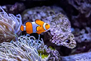 Aquamarine Prints: An Saltwater Fish Tank with Coral and Fish