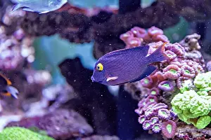 Aquamarine Prints: An Saltwater Fish Tank with Coral and Fish