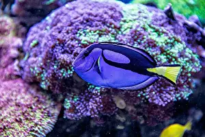 Aquamarine Prints: An Saltwater Fish Tank with Coral and Fish