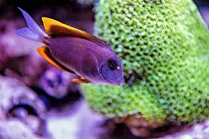 Sea Creature Prints: An Saltwater Fish Tank with Coral and Fish