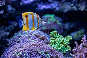 Sea Creature Prints: An Saltwater Fish Tank with Coral and Fish