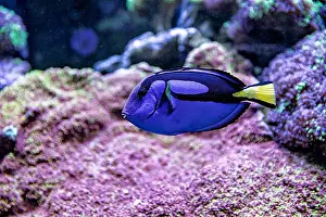 Sea Creature Prints: An Saltwater Fish Tank with Coral and Fish
