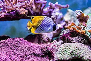 Sea Creature Prints: An Saltwater Fish Tank with Coral and Fish