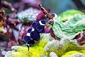 Sea Creature Prints: An Saltwater Fish Tank with Coral and Fish
