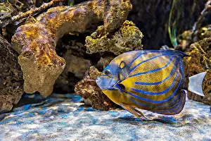 Sea Creature Prints: An Saltwater Fish Tank with Coral and Fish