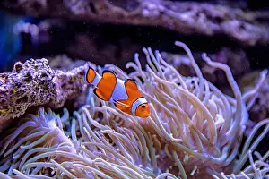Sea Creature Prints: An Saltwater Fish Tank with Coral and Fish