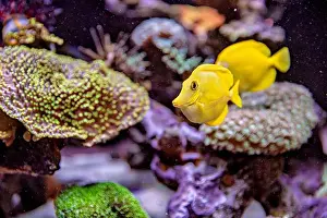 Sea Creature Prints: An Saltwater Fish Tank with Coral and Fish