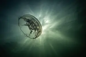 Sunbeams Prints: saltwater marine life creature jellyfish called moon jelly or aurelia aurita