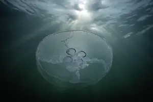 Sunbeams Prints: saltwater marine life creature jellyfish called moon jelly or aurelia aurita