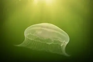 Sunbeams Prints: saltwater marine life creature jellyfish called moon jelly or aurelia aurita
