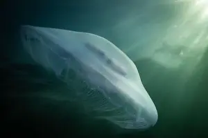 Sunbeams Prints: saltwater marine life creature jellyfish called moon jelly or aurelia aurita