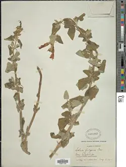 National Herbarium Prints: Salvia fulgens Cav