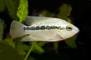 Bellies Prints: Salvin's Cichlid, Yellow Belly (Cichlasoma salvini, Nandopsis salvini), swimming