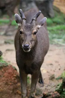Antlers Prints: Sambar deer, Rusa unicolor