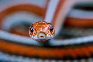 Diurnal Prints: San Fransisco garter snake (Thamnophis sirtalis tetrataenia)