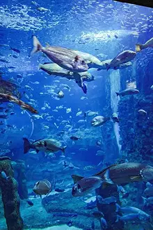 Admiration Prints: San Sebastian, Spain - 26 Jan, 2025: Fish in a tank at San Sebastian Aquarium