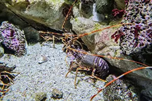 Admiration Prints: San Sebastian, Spain - 26 Jan, 2025: Lobsters in a tank at the San Sebastian Aquarium
