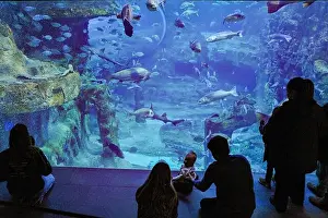 San Sebastian, Spain - 26 Jan, 2025: Visitors watch fish in a tank at San Sebastian Aquarium, Basque Country