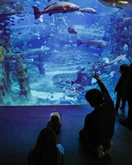 Admiration Prints: San Sebastian, Spain - 26 Jan, 2025: Visitors watch fish in a tank at San Sebastian Aquarium