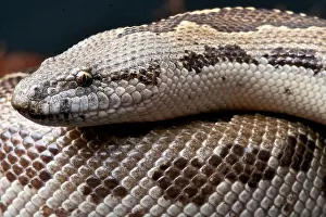 Scaled Prints: Sand boa / Gongylophis conicus