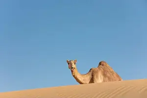 Sand colored dromedary camel smiling from behind a sand dune in the Empty Quarters desert